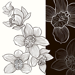 Orchidées blanches et noires