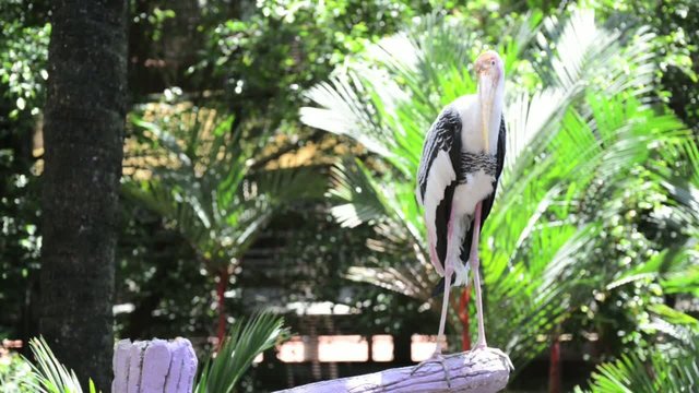 Painted stork on the branch