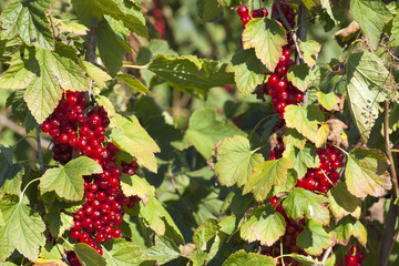 Johannisbeeren Nahaufnahme