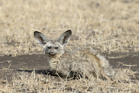 Bat-eared fox with young lying on savannah
