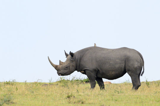 Black rhino on grass.