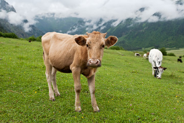 Obraz premium Mountain landscape with cows.