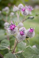 Burdock