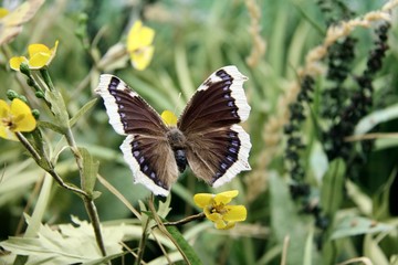 Vetrina con  farfalla e prato