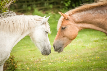 intimate moment between ponies in the New Forest, UK