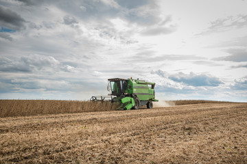 Fototapeta premium soybean harvest