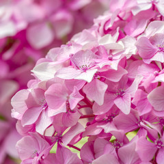 Naklejka na ściany i meble Beautiful small pink flowers closeup