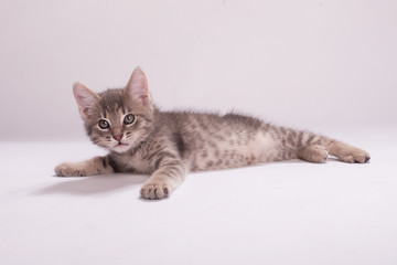 Kitten