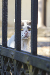A cat behind the bars color image