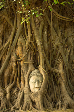 The Head of Buddha in Wat Mahathat, Ayutthaya, Thailand.