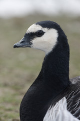 Barnacle goose, Branta leucopsis