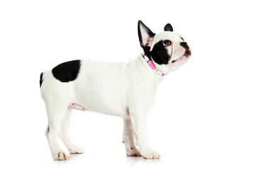 french bulldog isolated on white background