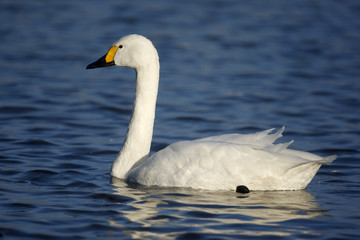 Bewicks swan, Cygnus bewickii,