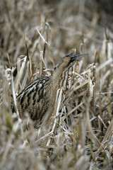 Bittern, Botaurus stellaris