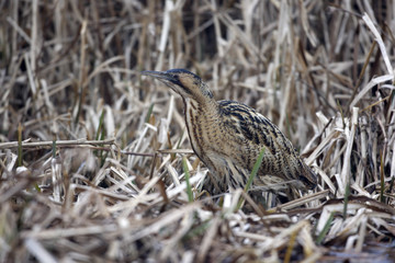 Fototapeta premium Bittern, Botaurus stellaris
