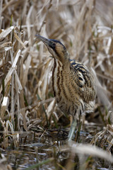 Bittern, Botaurus stellaris