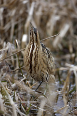 Bittern, Botaurus stellaris