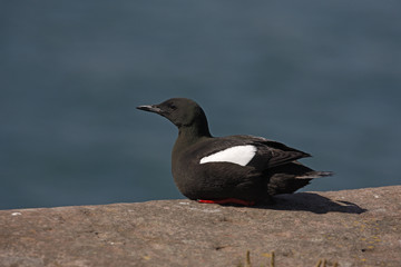 Black guillemot, Cepphus grylle