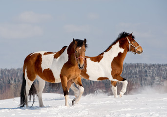 Obraz premium pinto horses