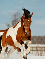pinto horse