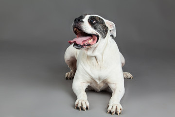 american bulldog on grey background