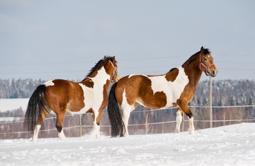 Fototapeta premium pinto horses in winter