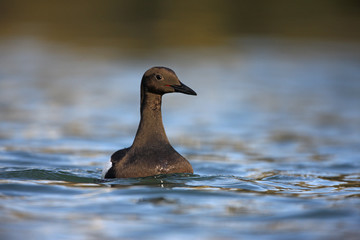 Black guillemot, Cepphus grylle