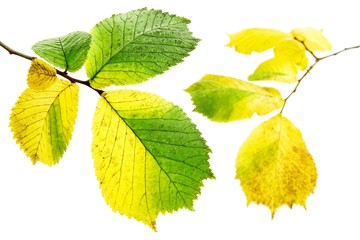 Alder leaves