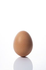 白背景に1個の卵
