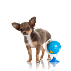 chihuahua isolated on white background