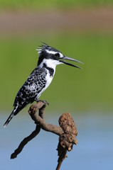 Pied Kingfisher (Ceryle rudis)