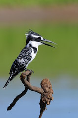 Pied Kingfisher (Ceryle rudis)