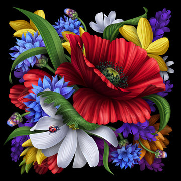 cornflower, poppy, daisy rural flowers illustration