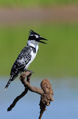 Pied Kingfisher (Ceryle rudis)