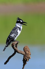 Pied Kingfisher (Ceryle rudis)