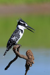 Pied Kingfisher (Ceryle rudis)