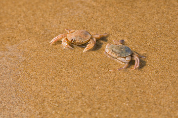 Baby crab on the sea shore