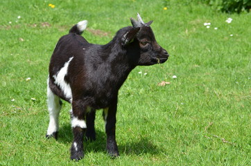 Junger Ziegenbock auf der Weide