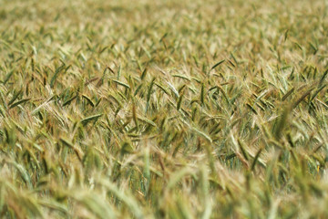 Field of barley in sunny summertime