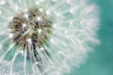 Foto auf Acrylglas Pusteblume Löwenzahn flauschige Samen über blau