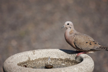 paloma