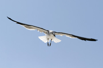 Gaviota Americana con alas desplegadas