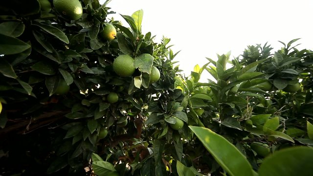Limonenbaum mit Sonne