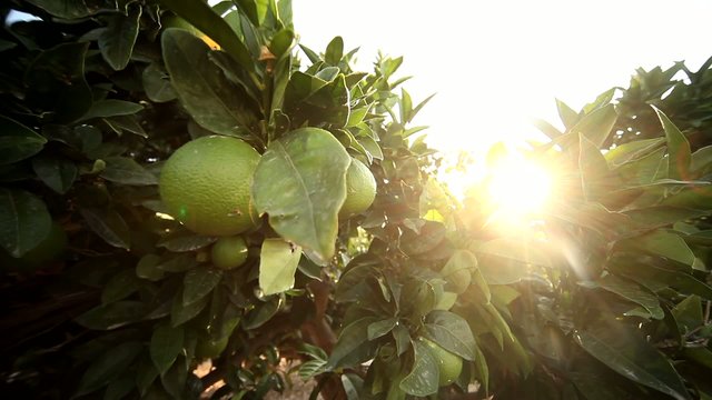 Limonenbaum mit Sonne