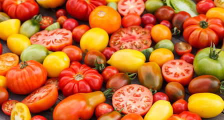 colorful tomatoes