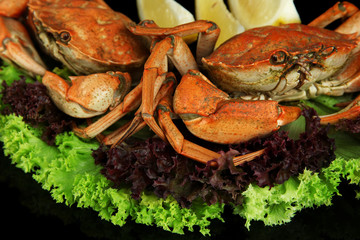Boiled crabs isolated on black, close up
