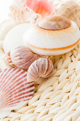 Sea shells