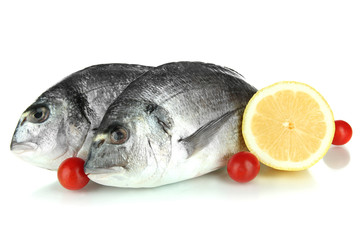 Dorado fish isolated on white