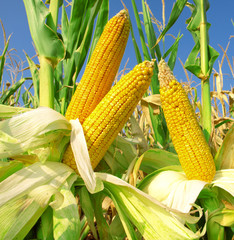 Corn field closeup