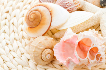Sea shells